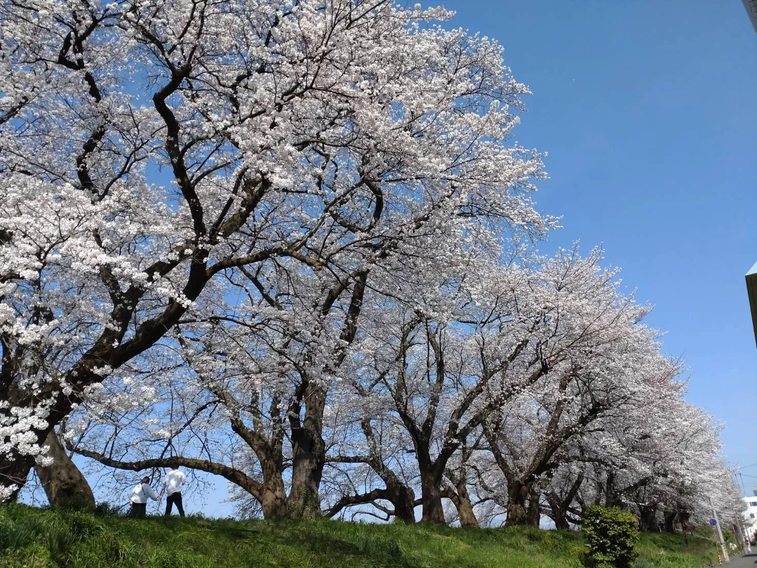 足羽川河原