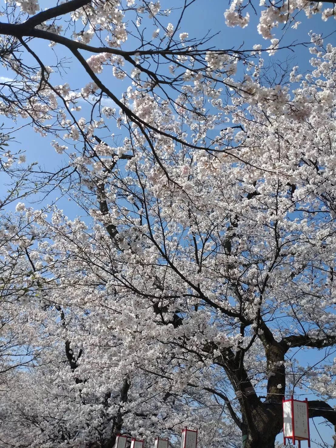 足羽川河原