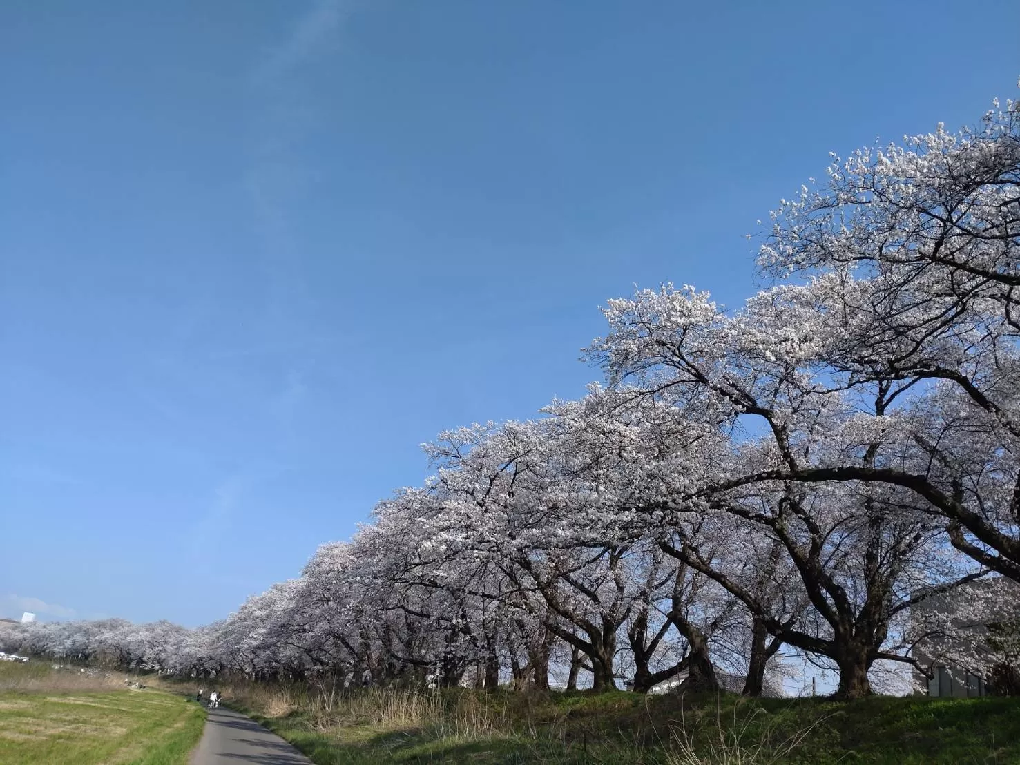 足羽川河原