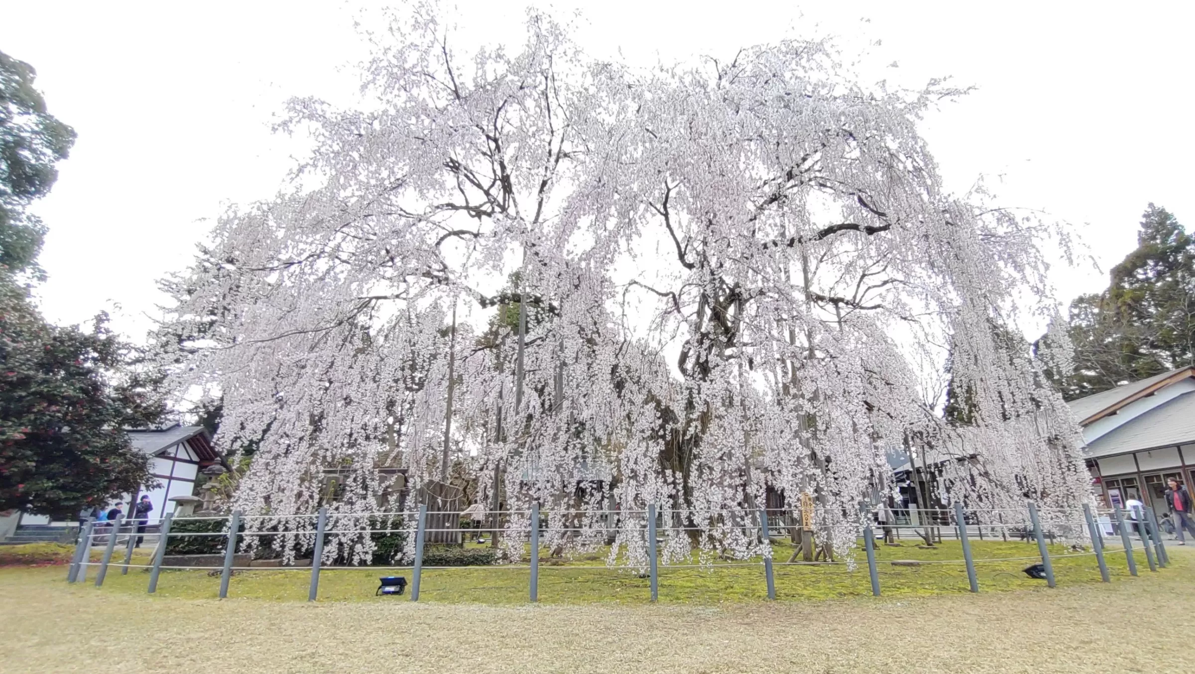 足羽神社の枝垂れ桜
